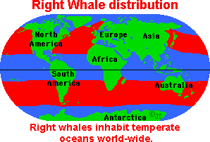 Rightwhaledist.gif (4216 bytes)